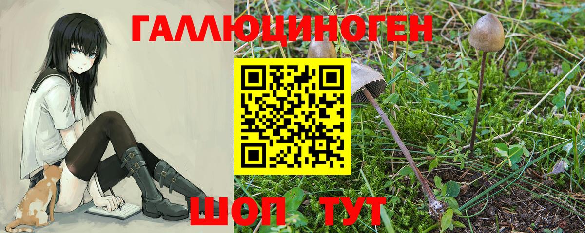 где можно купить наркотик  Псилоцибиновые грибы GOLDEN TEACHER  Россошь  Вход с VPN  Псилоцибиновые грибы прущие грибы 