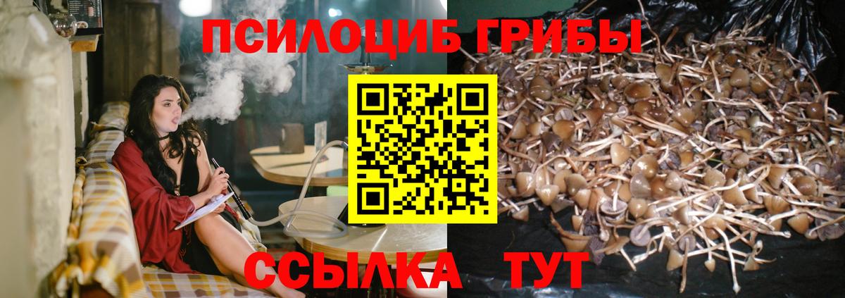 Галлюциногенные грибы Psilocybine cubensis Россошь